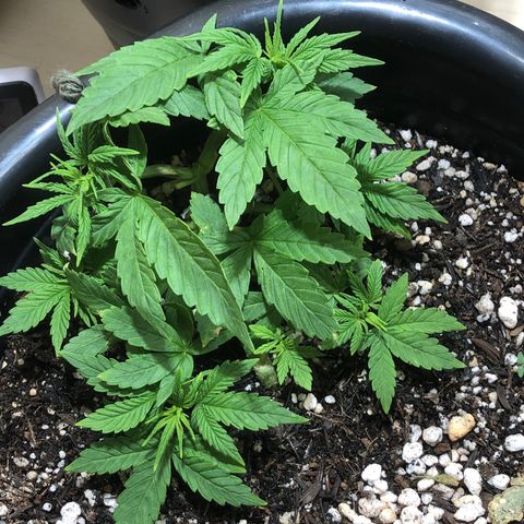 PURPLE PUNCH #2 growlog timeline photo
