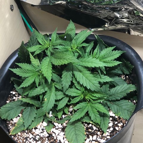 PURPLE PUNCH #1 growlog timeline photo