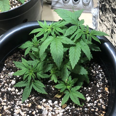 PURPLE PUNCH #2 growlog timeline photo