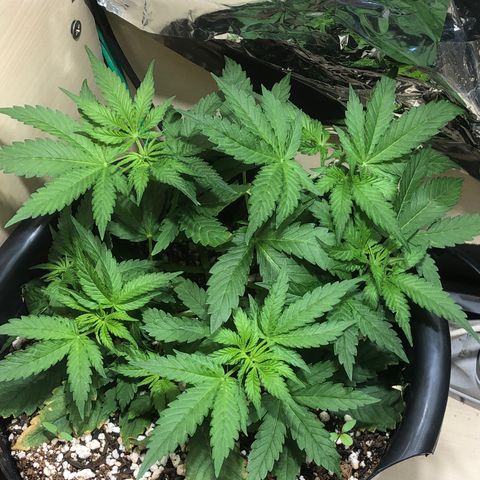 PURPLE PUNCH #1 growlog timeline photo