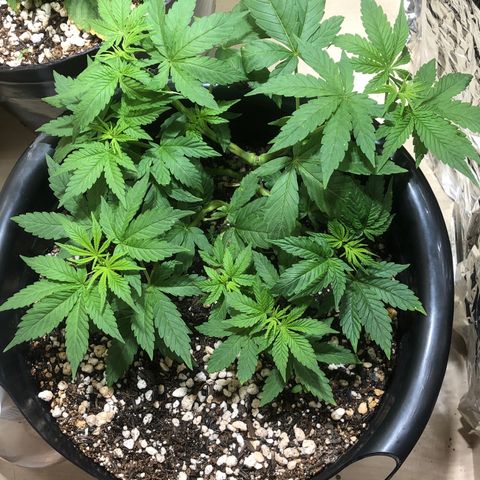 PURPLE PUNCH #2 growlog timeline photo