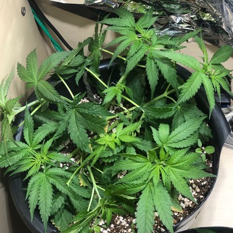 PURPLE PUNCH #1 growlog timeline photo