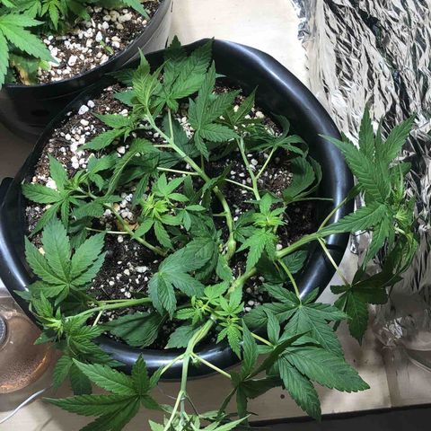 PURPLE PUNCH #2 growlog timeline photo