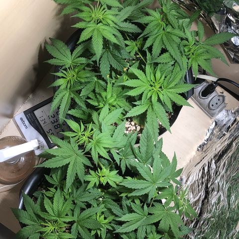 PURPLE PUNCH #1 growlog timeline photo