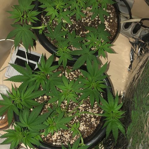 PURPLE PUNCH #1 growlog timeline photo