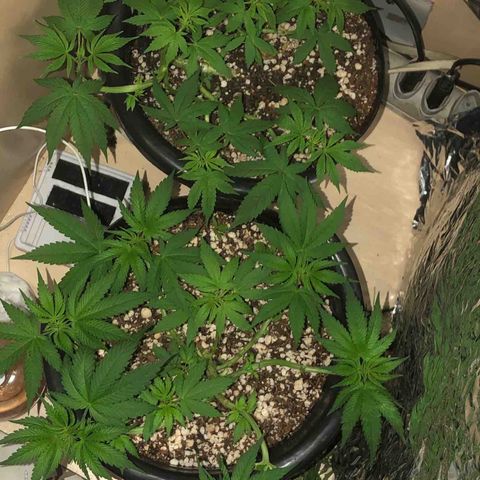 PURPLE PUNCH #2 growlog timeline photo