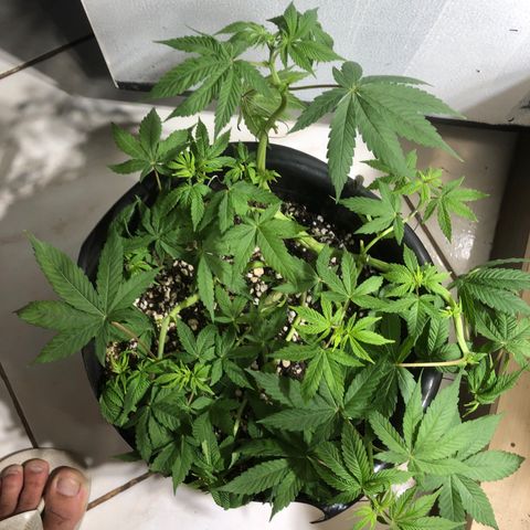 PURPLE PUNCH #2 growlog timeline photo