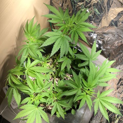 PURPLE PUNCH #1 growlog timeline photo