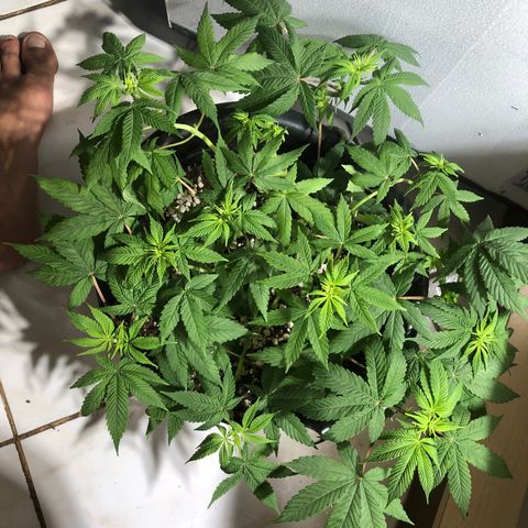 PURPLE PUNCH #2 growlog timeline photo