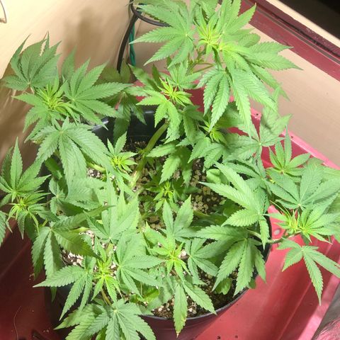 PURPLE PUNCH #1 growlog timeline photo