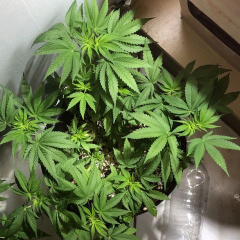 PURPLE PUNCH #1 growlog timeline photo