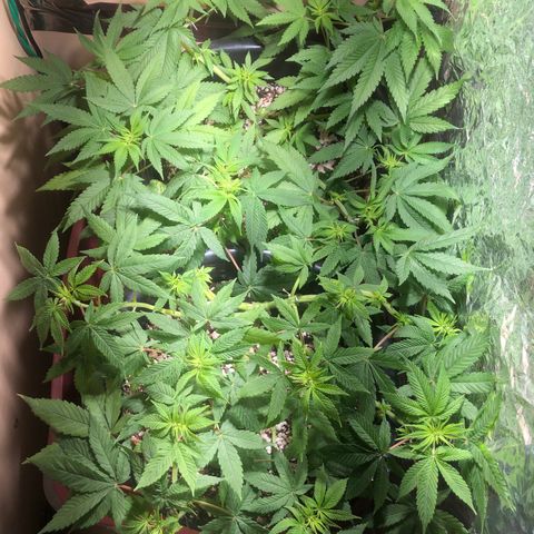 PURPLE PUNCH #1 growlog timeline photo