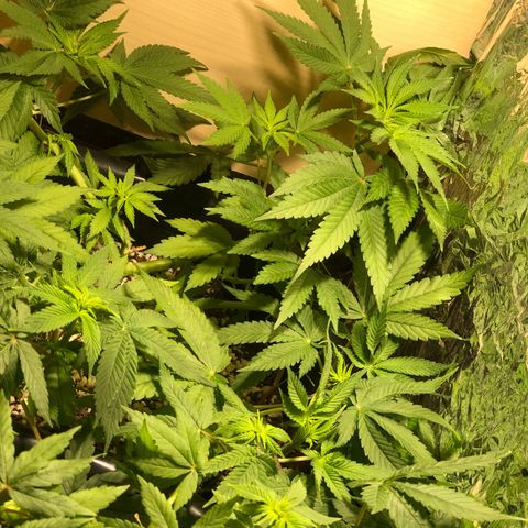 PURPLE PUNCH #1 growlog timeline photo