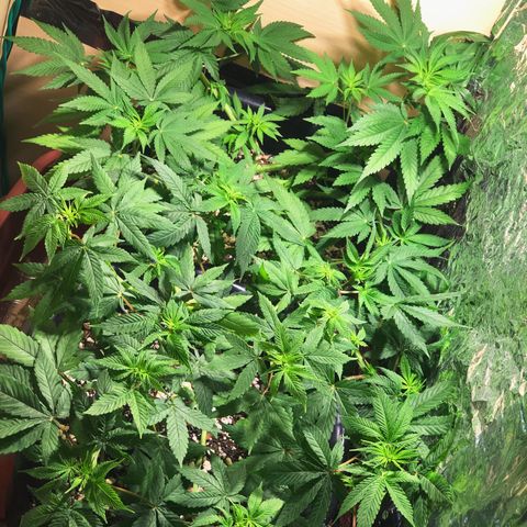 PURPLE PUNCH #2 growlog timeline photo