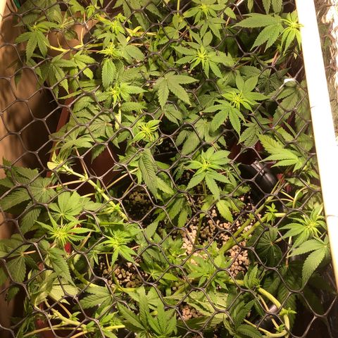 PURPLE PUNCH #2 growlog timeline photo