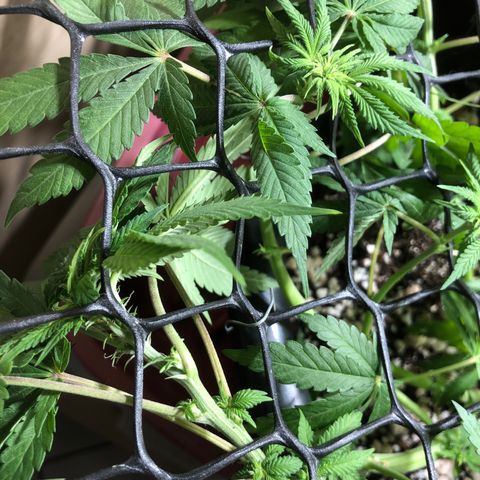 PURPLE PUNCH #2 growlog timeline photo