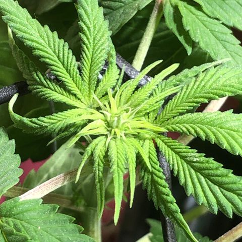 PURPLE PUNCH #2 growlog timeline photo