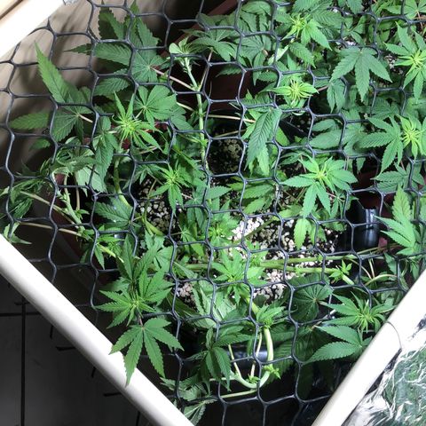 PURPLE PUNCH #1 growlog timeline photo