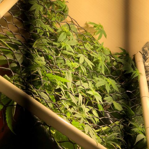 PURPLE PUNCH #1 growlog timeline photo