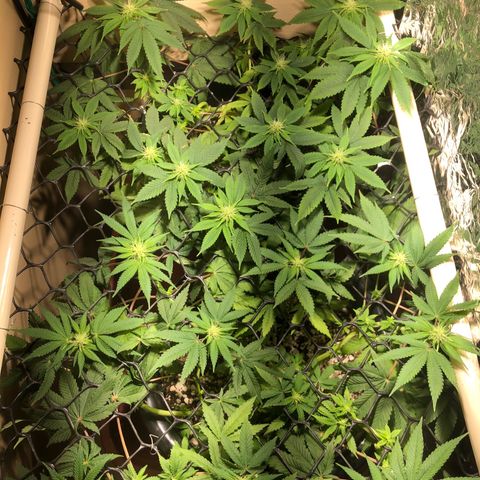 PURPLE PUNCH #1 growlog timeline photo