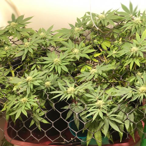 PURPLE PUNCH #1 growlog timeline photo