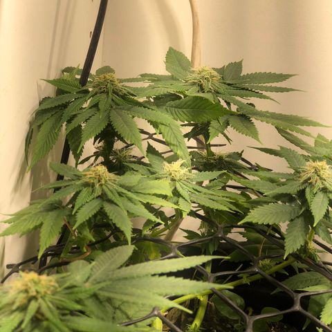 PURPLE PUNCH #2 growlog timeline photo