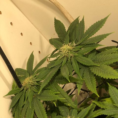 PURPLE PUNCH #1 growlog timeline photo