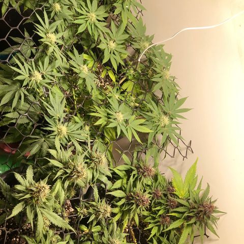 PURPLE PUNCH #1 growlog timeline photo