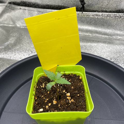 Erstgeborene  growlog photo: 4cm