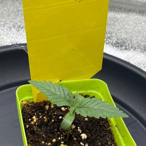 Erstgeborene  growlog timeline photo