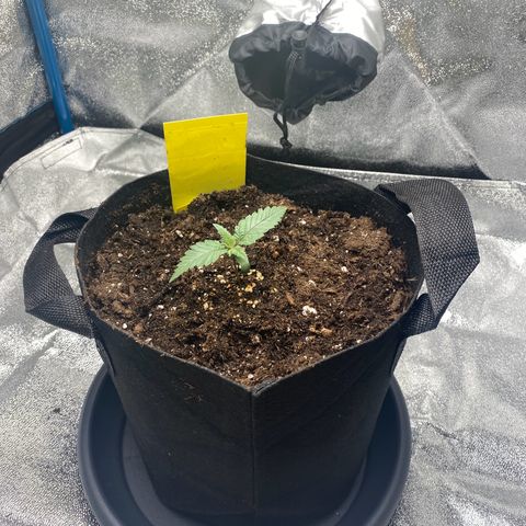 Erstgeborene  growlog photo: now home