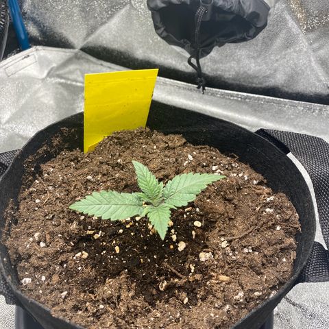 Erstgeborene  growlog timeline photo