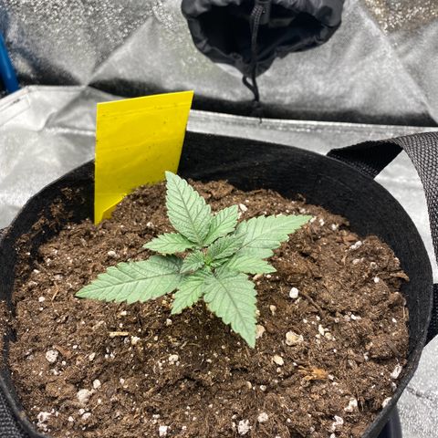 Erstgeborene  growlog timeline photo