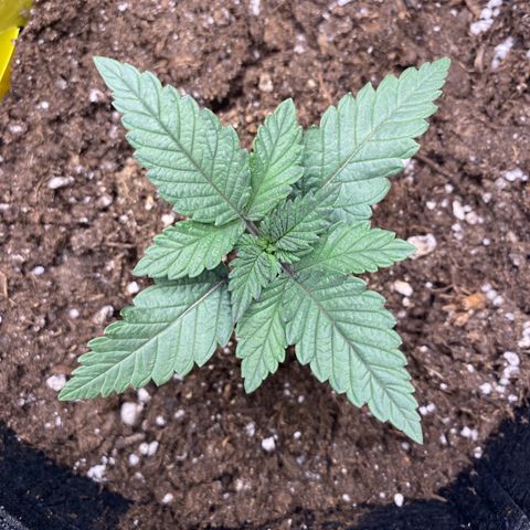 Erstgeborene  growlog timeline photo