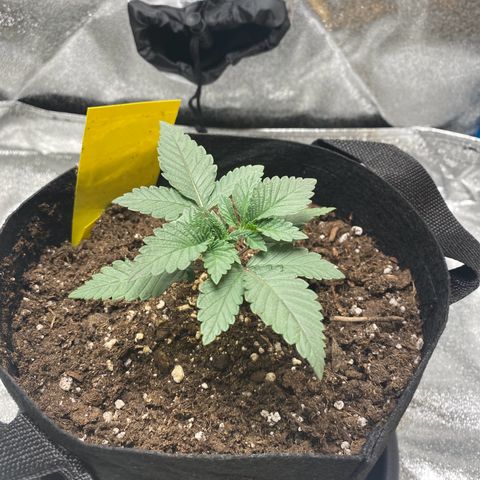 Erstgeborene  growlog photo: 21:30
