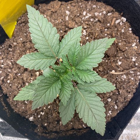 Erstgeborene  growlog photo: 21:30