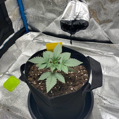Erstgeborene  growlog timeline photo