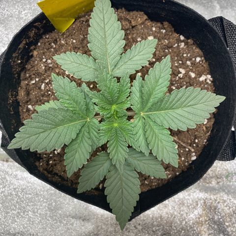 Erstgeborene  growlog timeline photo