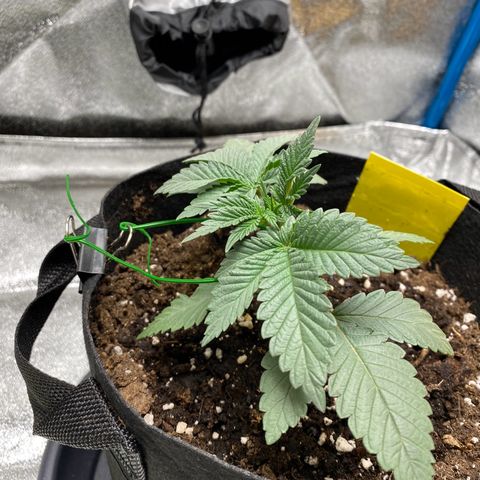 Erstgeborene  growlog timeline photo