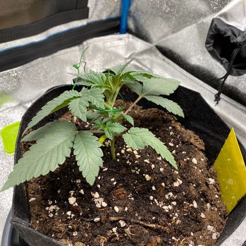 Erstgeborene  growlog timeline photo