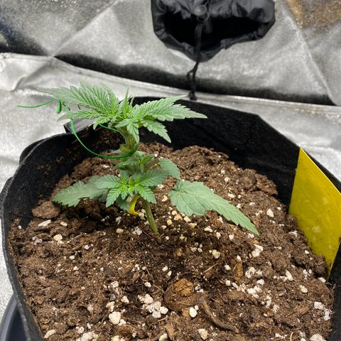 Erstgeborene  growlog timeline photo