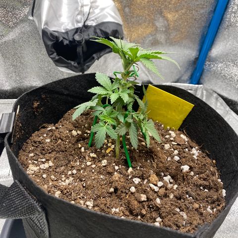 Erstgeborene  growlog photo: zwei triebe runter gezogen