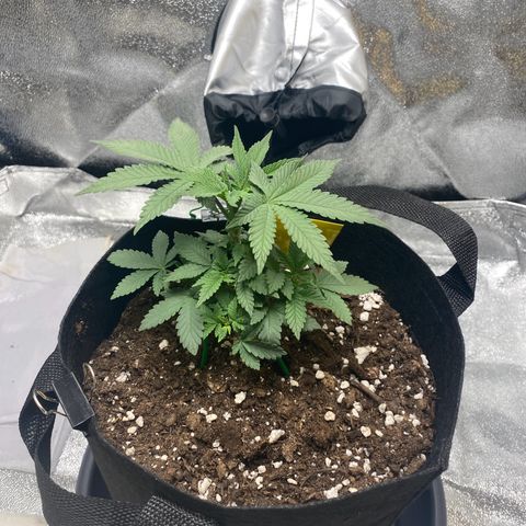 Erstgeborene  growlog timeline photo