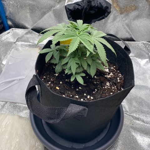 Erstgeborene  growlog timeline photo
