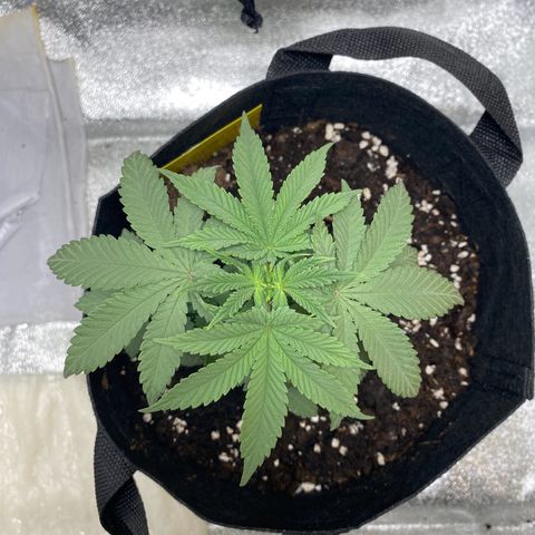 Erstgeborene  growlog timeline photo