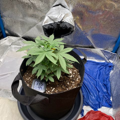 Erstgeborene  growlog timeline photo