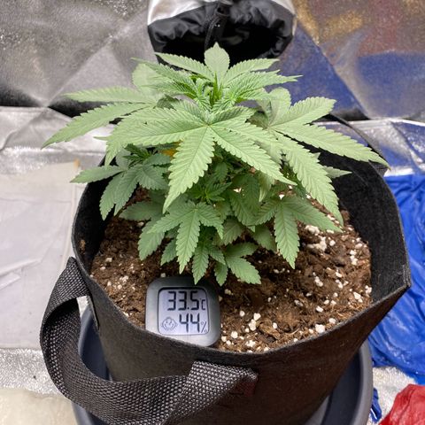 Erstgeborene  growlog timeline photo