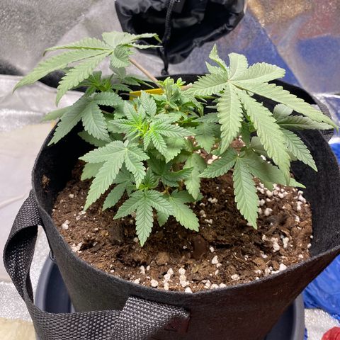 Erstgeborene  growlog timeline photo
