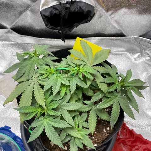 Erstgeborene  growlog timeline photo