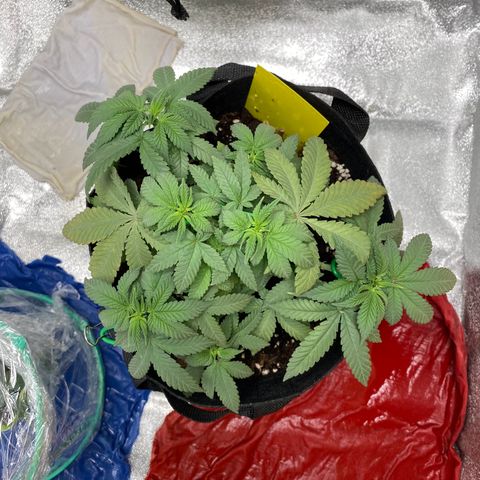 Erstgeborene  growlog photo: Kurz nach dem wasser und Dünger